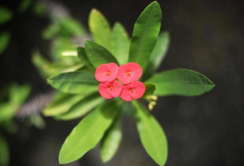 ホテル Rocasol Casa D´mar