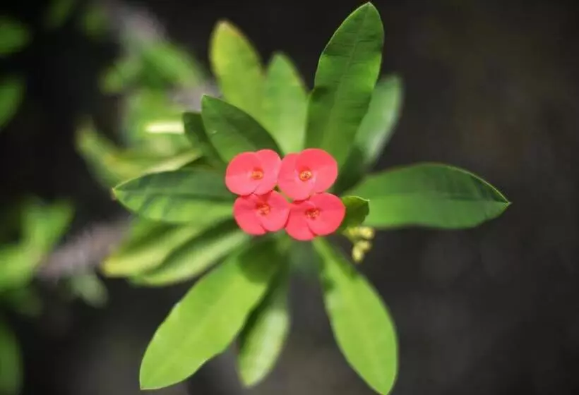 Hotelli Rocasol Casa D´mar