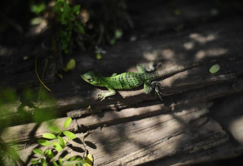 ホテル Rocasol Casa D´mar