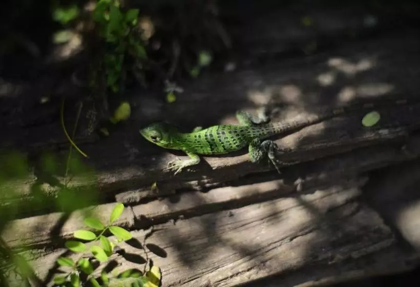 Hotelli Rocasol Casa D´mar