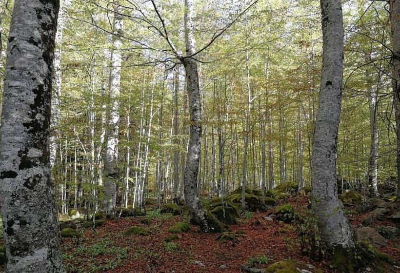 פנסיון Refugio De Conangles