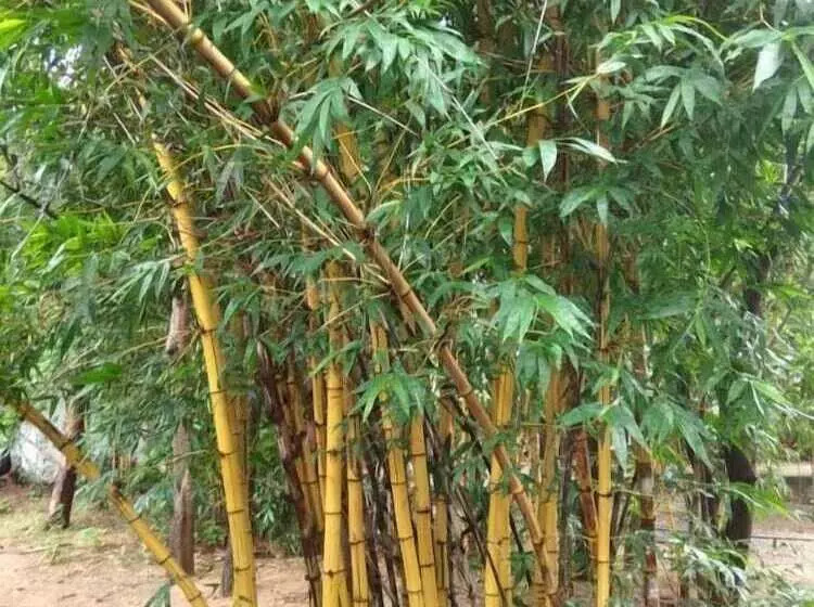 Hotelli Deshawar Resort