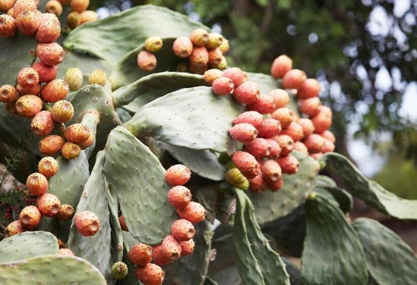 هتل روستایی Son Trobat Wellness & Spa