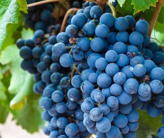 هتل روستایی Finca Adalgisa Wine