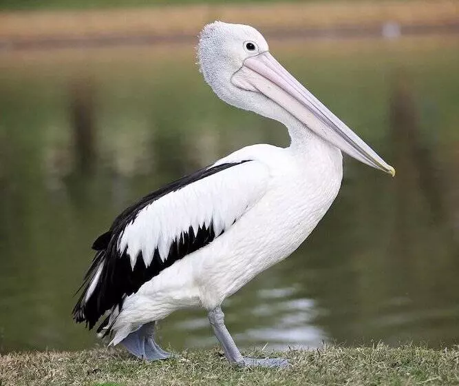 Отель Forbes Victoria Inn