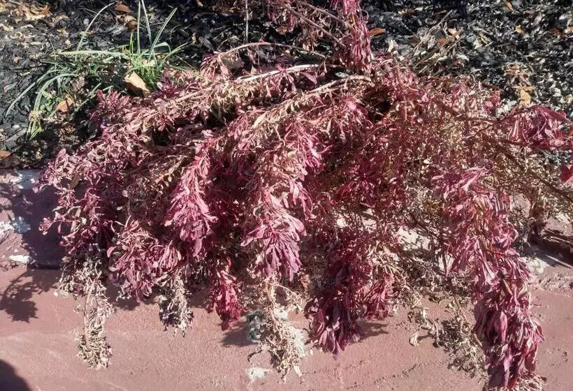 Motel The Charin Inn