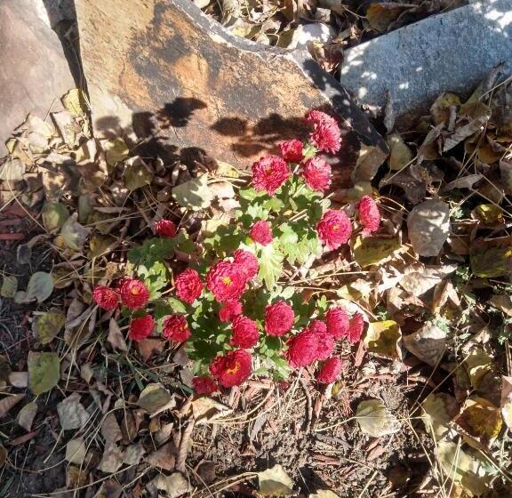 汽车旅馆  The Charin Inn