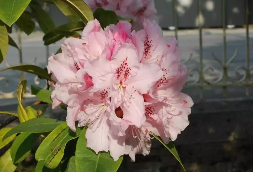 Hotel Hôtel Ariane & Spa