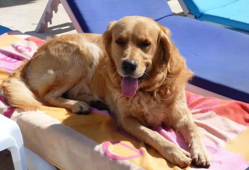 Merve Apartments, Your Home From Home In Central Bodrum, Street Cats Frequent The Property, Not All