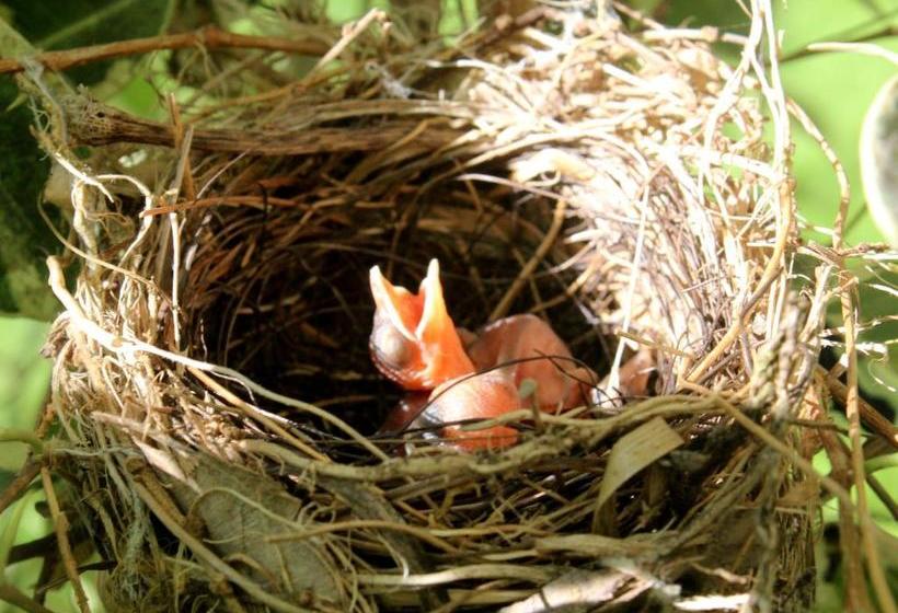 בית מלון כפרי The Wild Trails Munnar Resort