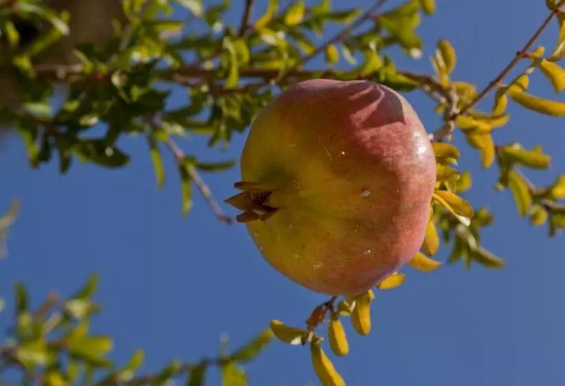 בית מלון כפרי Creta Blue Boutique