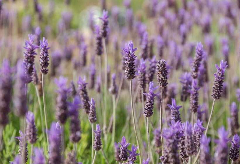 호텔 Hôtel Spa La Romana, The Originals Relais