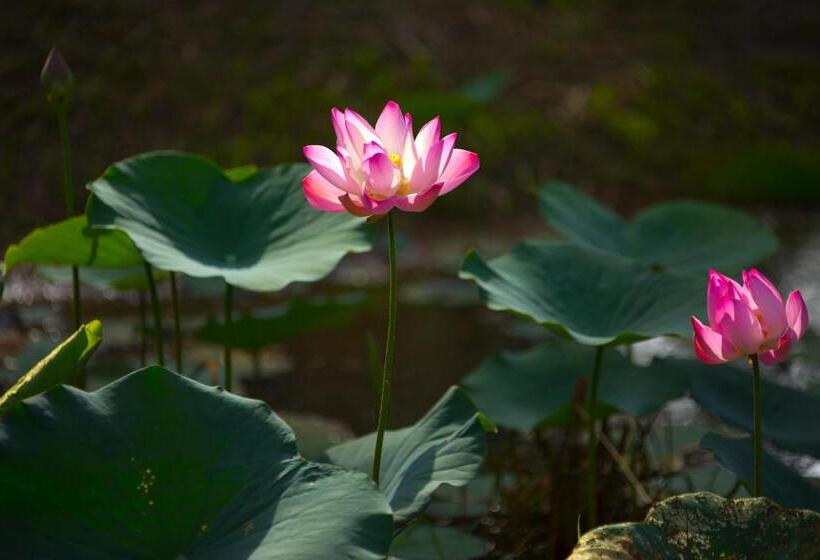 Отель Perhentian Island Resort