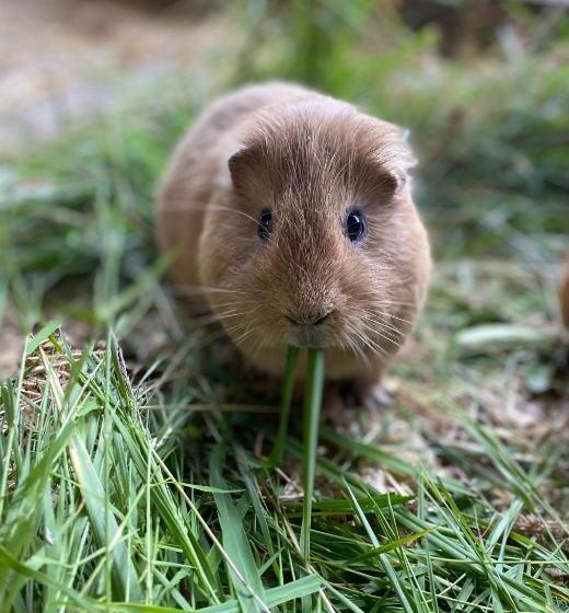 Hotelli Agroturismo Anziola