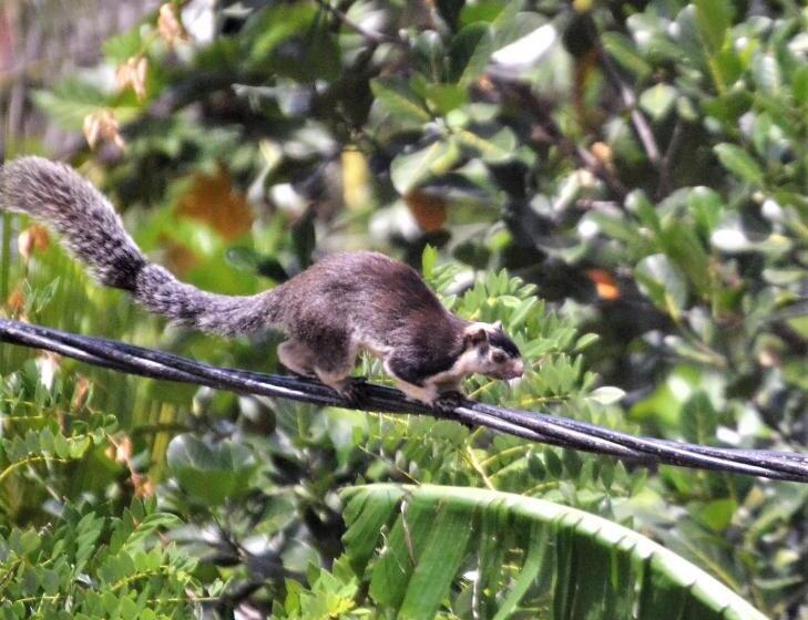 Bed and Breakfast Bellaxy Ceylon