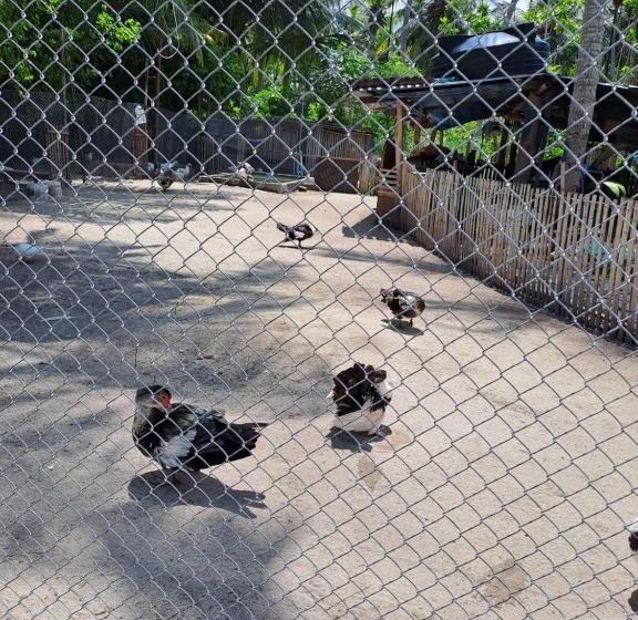 هتل Summer Sky Thoddoo