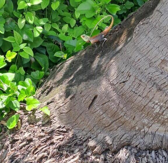 هتل Summer Sky Thoddoo