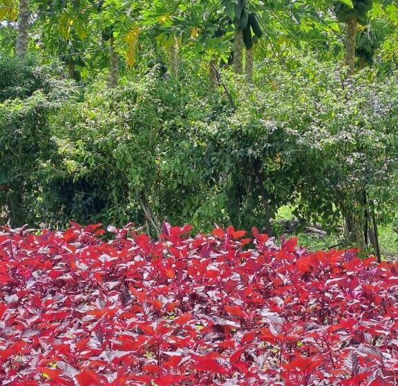 هتل Summer Sky Thoddoo