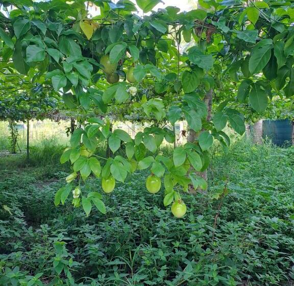 هتل Summer Sky Thoddoo