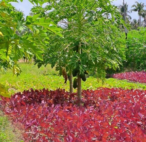 هتل Summer Sky Thoddoo