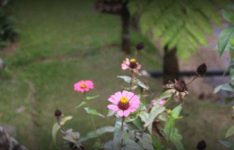 Hotelli Villa Honey Robert