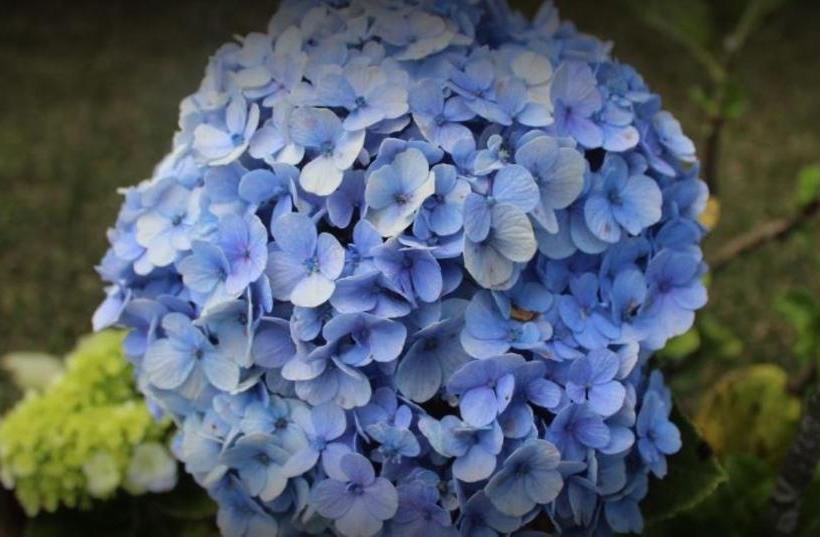 Hotelli Villa Honey Robert