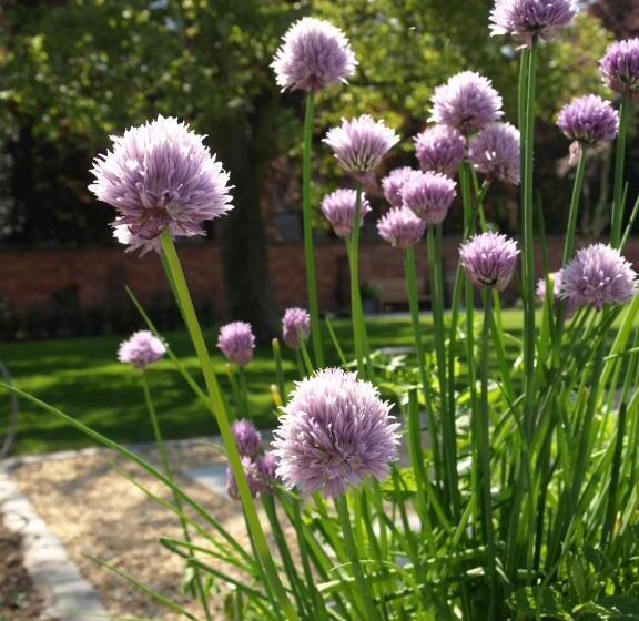 B&b Pastorie Van Merkem