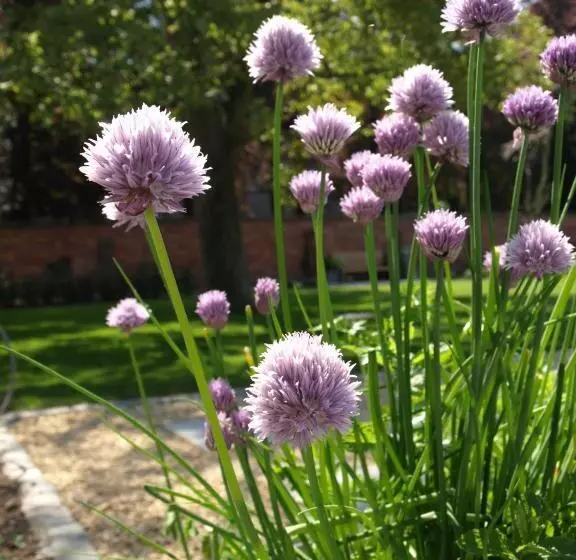 B&b Pastorie Van Merkem