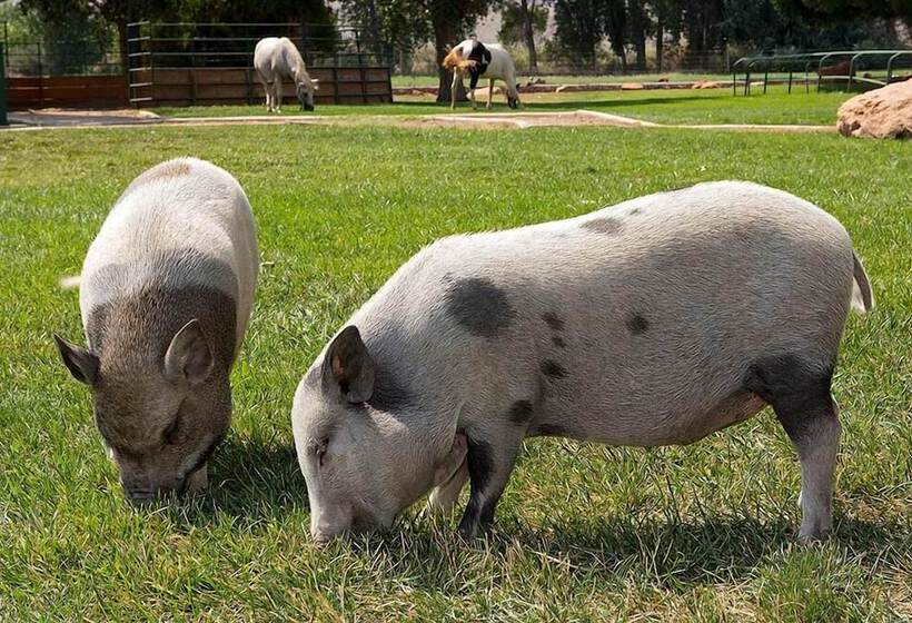 فندق Sorrel River Ranch Resort