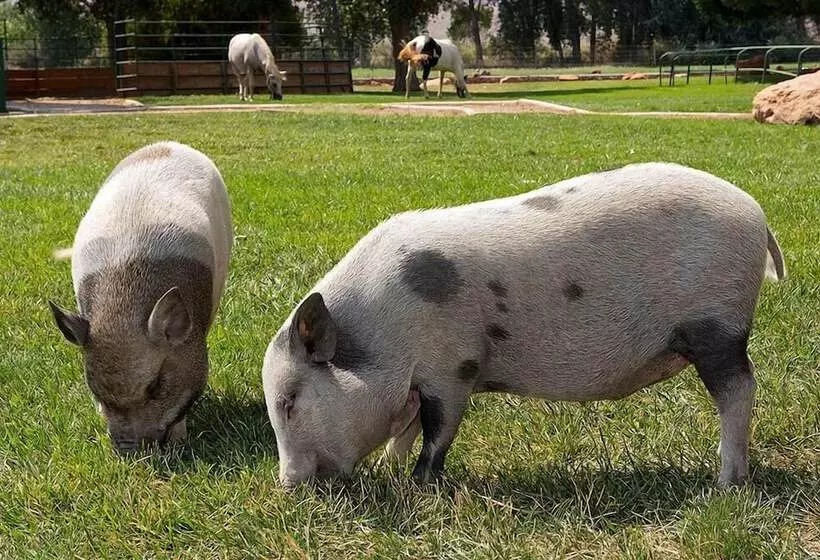 Отель Sorrel River Ranch Resort