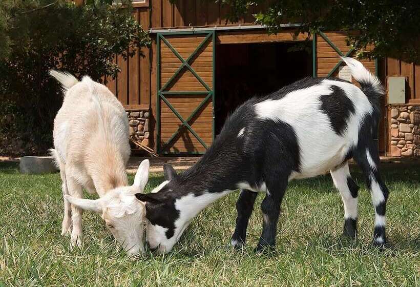 فندق Sorrel River Ranch Resort