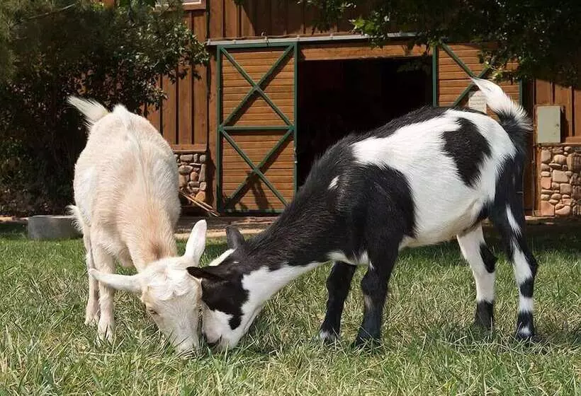 Отель Sorrel River Ranch Resort