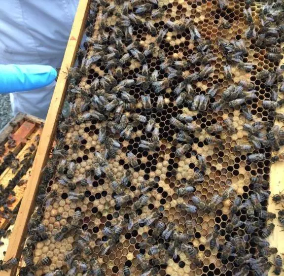 ベッドアンドブレックファースト Hillview Cottage