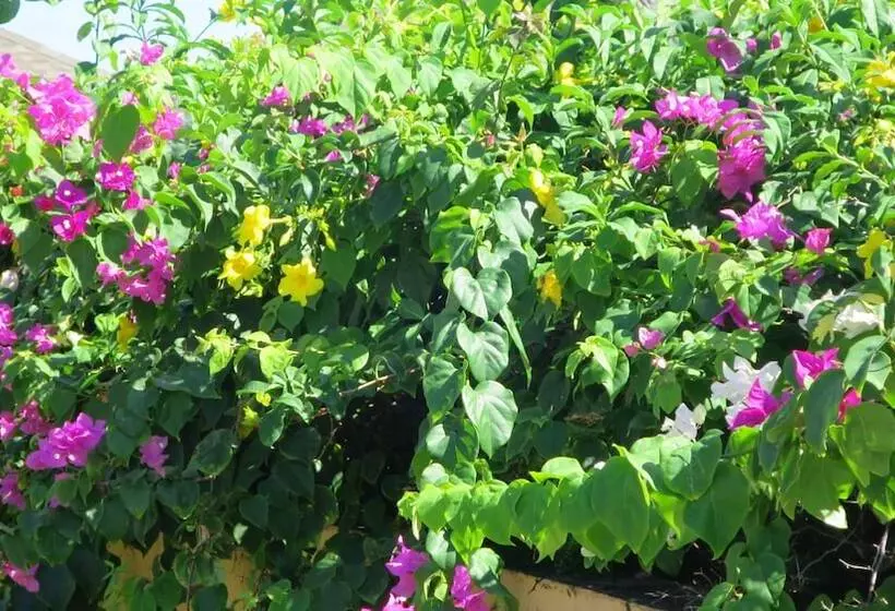 Sugar Bay Club Suites & Hotel