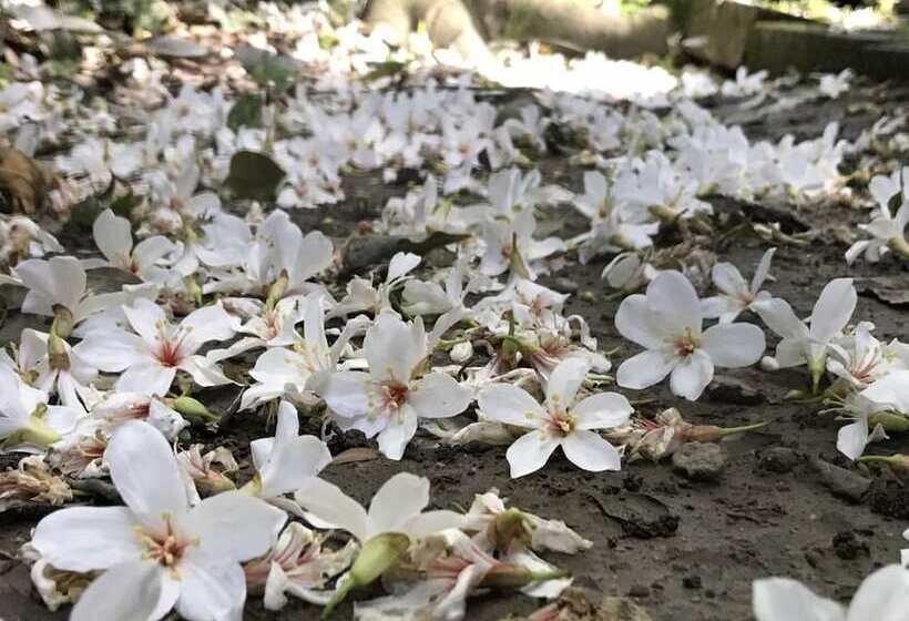 هتل Red Brick Villas