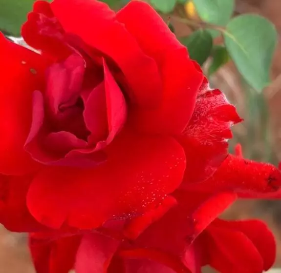 ベッドアンドブレックファースト Kimberley Boutique Guest Lodge