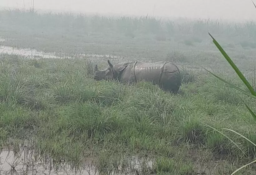 هتل Crocodile Safari Camp