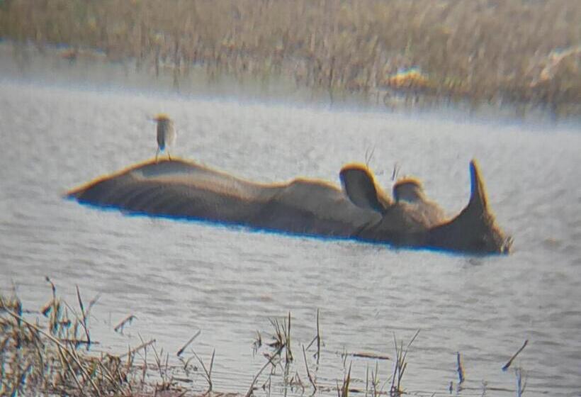 هتل Crocodile Safari Camp