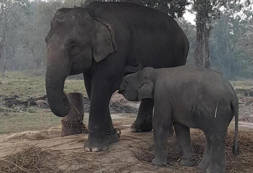 هتل Crocodile Safari Camp