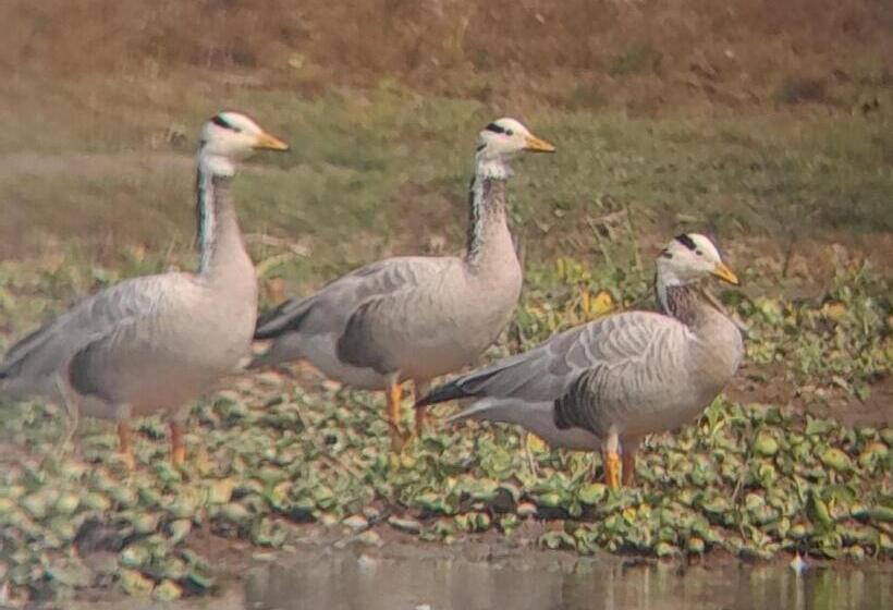 هتل Crocodile Safari Camp