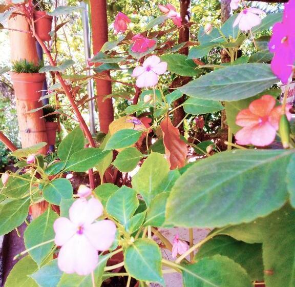 پانسیون Ella Walkers Nest