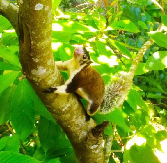 پانسیون Ella Walkers Nest