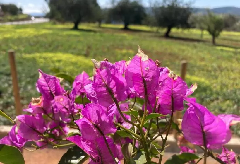 Majatalo Ses Arcades