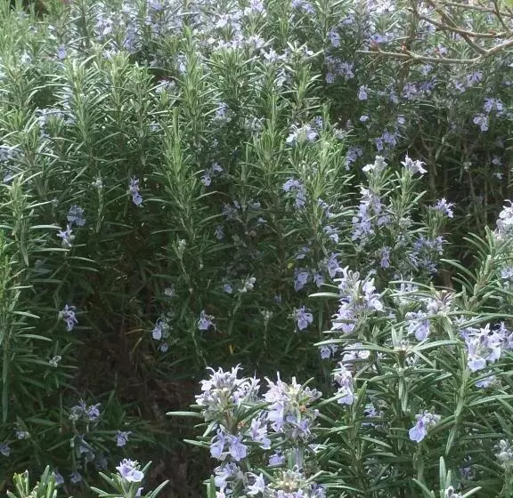 酒店 Residenzia Del Sogno