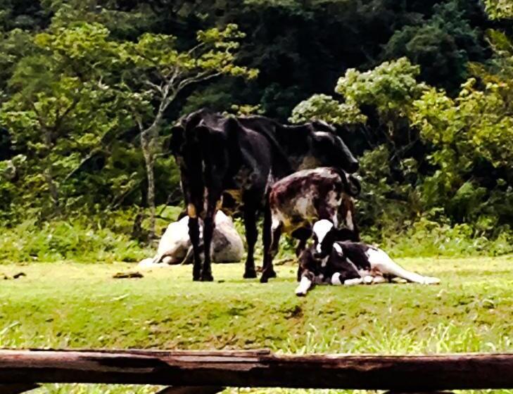 Hospedaria Pousada Acacia Imperial