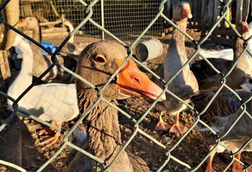 호텔 Agriturismo L Ovile