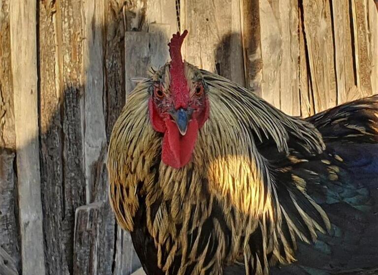 호텔 Agriturismo L Ovile