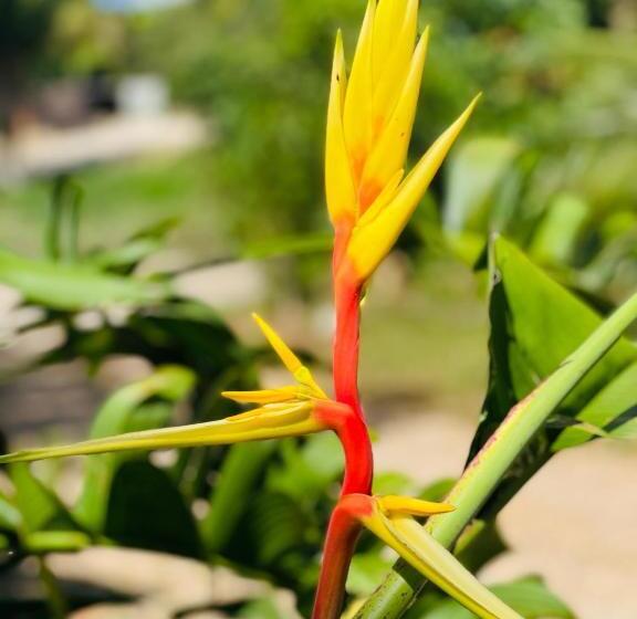 Отель Mariposa Jungle Lodge