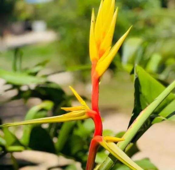 فندق Mariposa Jungle Lodge