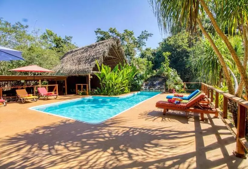 فندق Mariposa Jungle Lodge